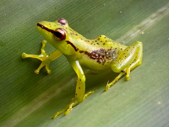 Ranomafana