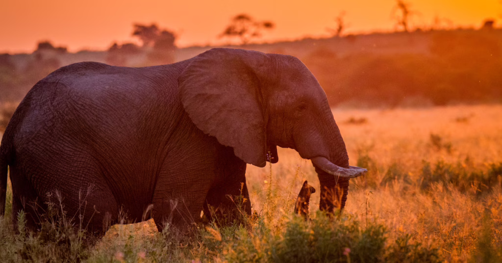 Familie rondreis Zuid-Afrika: avontuur voor jong en oud
